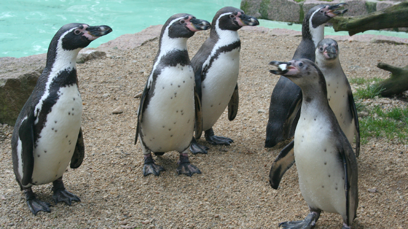 Tierpark freut sich auf Pinguinnachwuchs