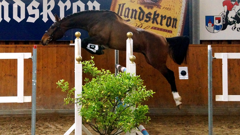 Zwei Reitsportevents an einem Wochenende