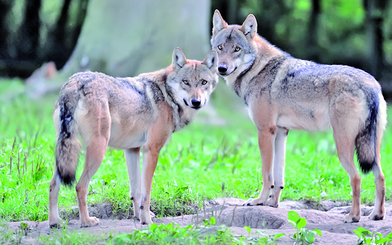 33 Welpen in den Wolfsrudeln