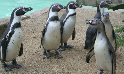 Tierpark freut sich auf Pinguinnachwuchs