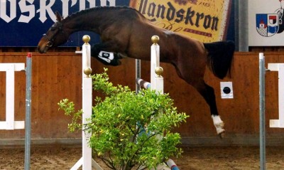 Zwei Reitsportevents an einem Wochenende